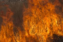 травяные и тростниковые пожары наносят огромный вред природе и человеку