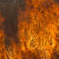 травяные и тростниковые пожары наносят огромный вред природе и человеку